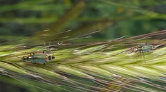 Clanoptilus assimilis