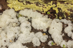 Ceratiomyxa fruticulosa