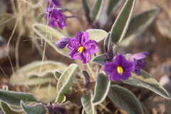 Solanum quadriloculatum