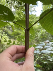 Fraxinus quadrangulata