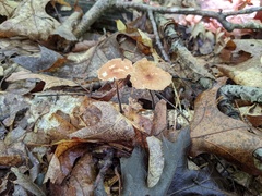 Collybiopsis dichroa