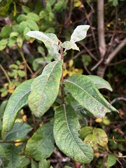 Salix sitchensis
