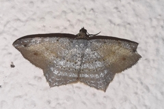 Psamatodes pernicata