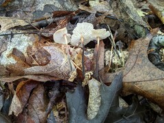 Collybiopsis dichroa