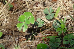 Marsilea macropoda
