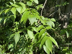 Fraxinus quadrangulata