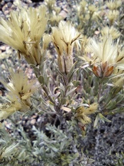 Tetradymia canescens