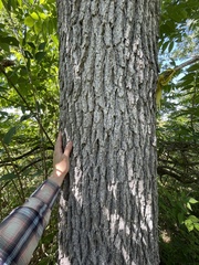 Fraxinus quadrangulata