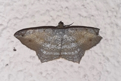 Psamatodes pernicata