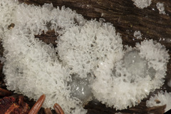 Ceratiomyxa fruticulosa