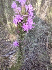 Liatris punctata