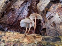 Collybiopsis dichroa