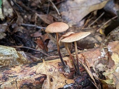 Collybiopsis dichroa