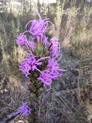 Liatris punctata