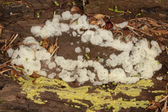 Ceratiomyxa fruticulosa