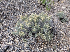 Tetradymia canescens