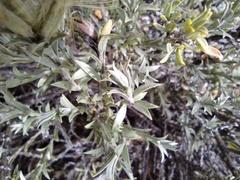Tetradymia canescens