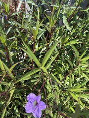 Ruellia simplex