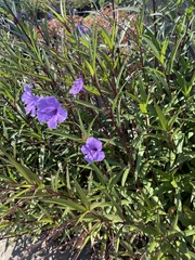 Ruellia simplex