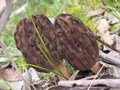Morchella australiana
