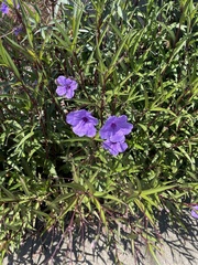 Ruellia simplex