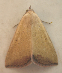 Phytometra subflavalis