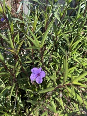 Ruellia simplex