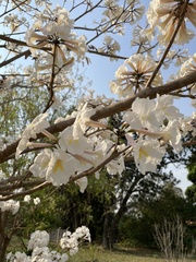 Tabebuia roseoalba