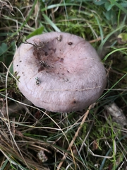 Lactarius argillaceifolius
