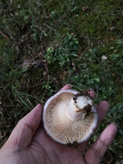 Lactarius argillaceifolius