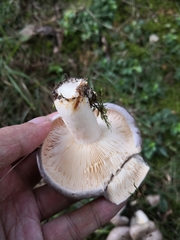 Lactarius argillaceifolius