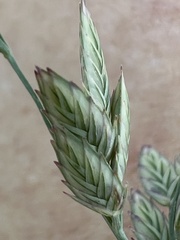 Eragrostis secundiflora