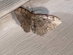 Rheumaptera meadii