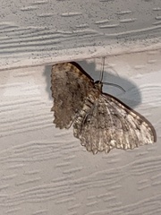 Rheumaptera meadii