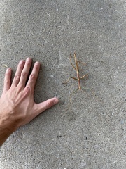 Megaphasma denticrus