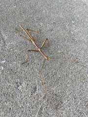 Megaphasma denticrus