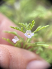 Leucospora multifida