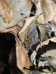 Hamptophryne boliviana