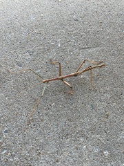 Megaphasma denticrus