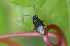 Capsus