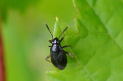 Capsus