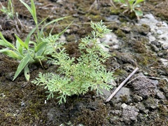 Leucospora multifida