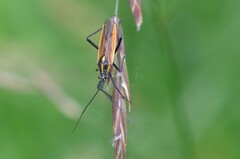 Leptopterna dolabrata