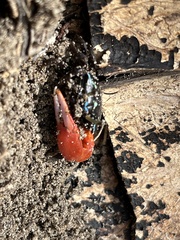 Paraleptuca crassipes