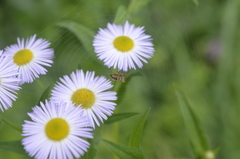 Araniella displicata