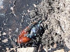 Paraleptuca crassipes