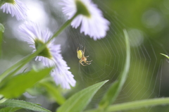Araniella displicata