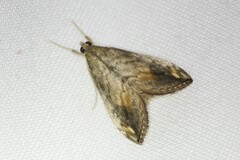 Evergestis rimosalis
