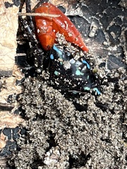 Paraleptuca crassipes