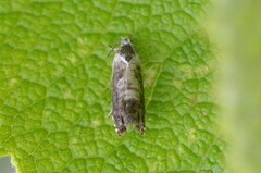 Dichrorampha acuminatana